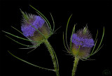 Thistles