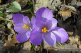 Crocus sativus