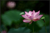 IMG_2799crw2.jpg