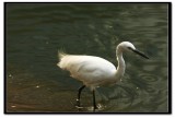 IMG_6879v1.jpg