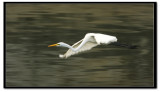 IMG_6894v1.jpg
