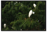IMG_6915v1.jpg