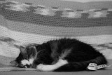 Sammy Sleeping