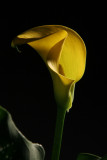 8th place(tied)<br>Yella Calla by Cat
