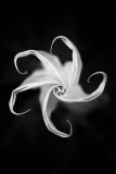 2nd Place<br>moon flower<br>by ~Scott~