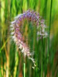 Fountain Grass