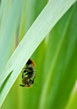 A place to bee intimate