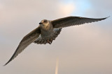 Gull in flight