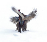 2nd Place<br>Phrantic Pheasants<br>by xray