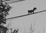 Squirrel On The Run