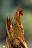 Natural Art