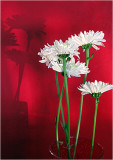 Second Place<br>Dressed In Red<br>by shu