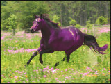 A Horse of a Different Color