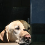 How Much Is That Doggie in the Window?