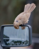 8th Place Look at life through the windshield, not the rear-view mirror by Larry