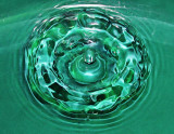 Water Lilly 1