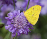 Light Touch of Yellow