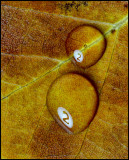3rd Place <br>Two Reflections <br> by Lydia