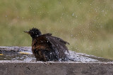 Bird Bath