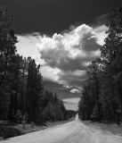 5th Place<br>Long Road<br>Michael Shealy