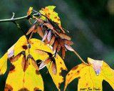 Old Leaves - New Seeds