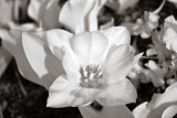 Blossoming Tulip #1