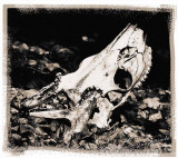 Deer Skull