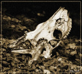 Deer Skull II