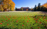 Field of Lost Dreams