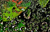 10th Place<br>Water drops<br>Alastair Norcross