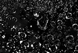 Water drops (BW)