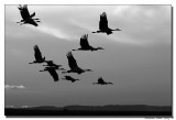 Winged Migration