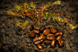 Ground Beans