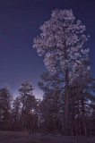 Light in the Forest