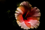 Midnight Hibiscus
