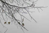 End of Autumn