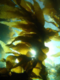 Catalina Kelp Forest