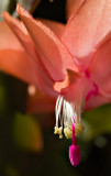 Thanksgiving Cactus