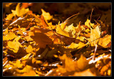 Yellow Leaves