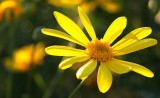 ~Winter Sunshine ~~