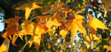 Autumns Smile