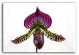 Lady Slipper