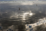 Seagull Walk