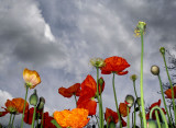 Skywards
