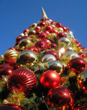 Different Tree, Different Camera, Different Day