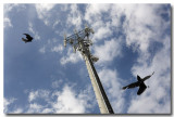 Higher Perch...s