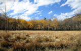 Aspen Meadow