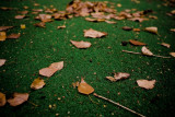 my backyard