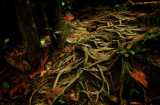Roots
