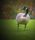 Walk in the Park